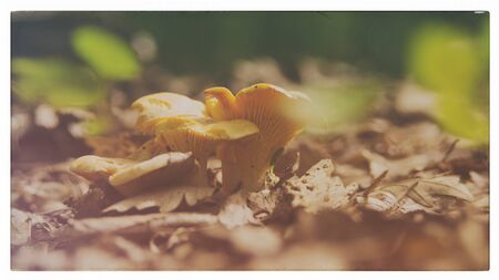 chanderelle in natureの写真素材