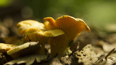 chanderelle in natureの写真素材