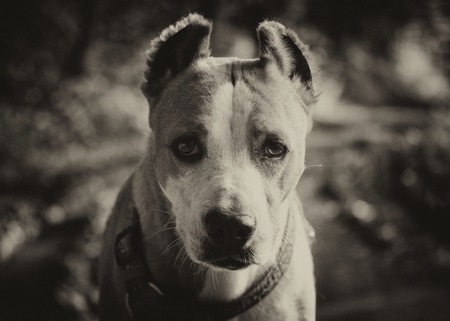 Serious Staffordshireの写真素材