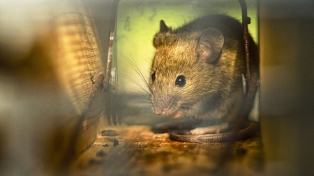 Little mouse trappedの写真素材