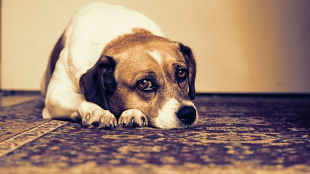 Relaxed dogの写真素材