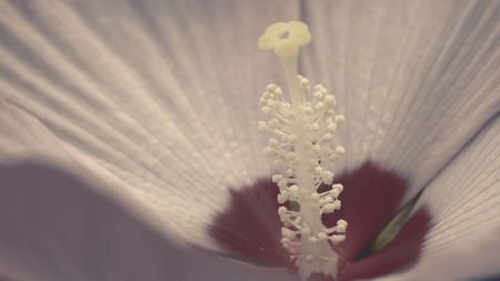 flower in gardenの写真素材