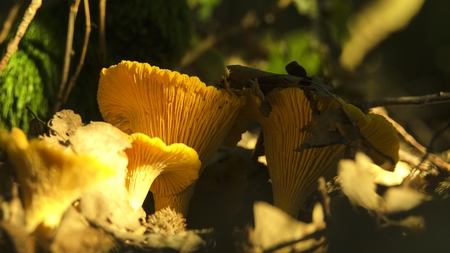chanterelle in natureの写真素材
