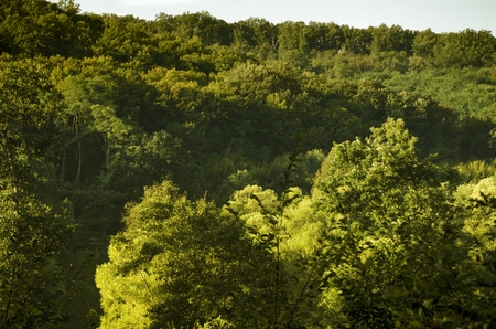 trees of natureの写真素材