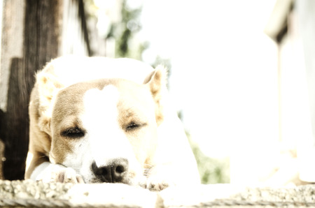 my dog ??outdoor
