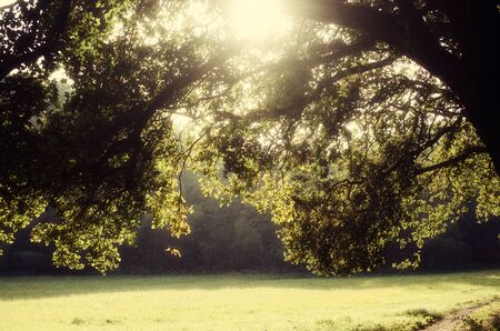 outdoor sunshine