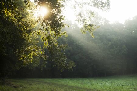 Rays of sunshine