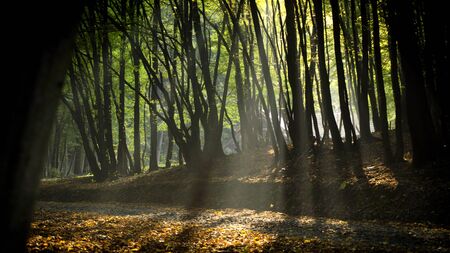 forest lights