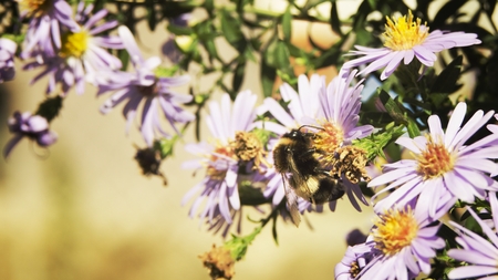 bee collecting nectarの写真素材