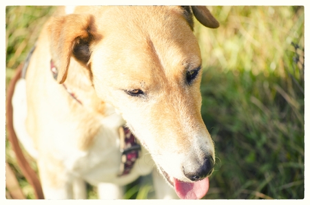 Fox Terrier outdoor