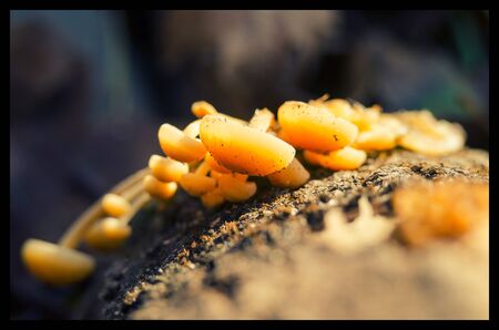 outdoor mushroomの写真素材