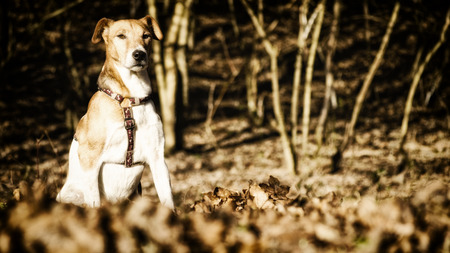 cute dog outdoor