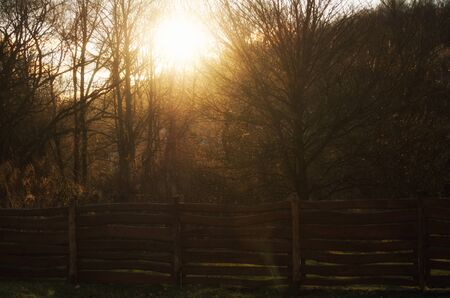 sunlight in natureの写真素材