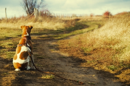 dog sitting aloneの写真素材