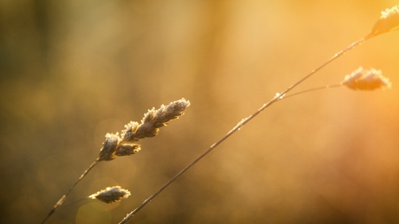 Wild flower in nature