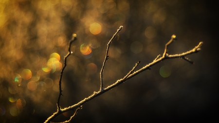 Frosty treeの写真素材