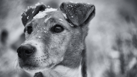 dog at winterの写真素材