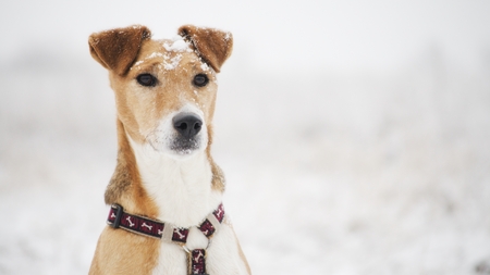 outdoor dog at winterの写真素材