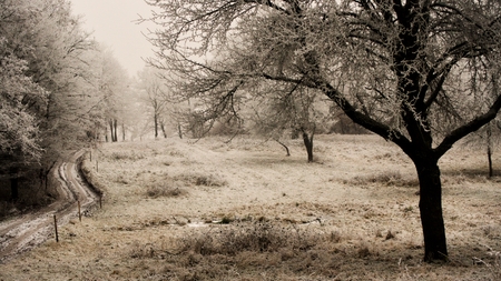 white treesの写真素材