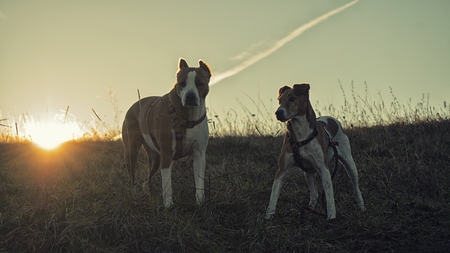 outdoor dogsの写真素材