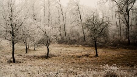 frosty natureの写真素材