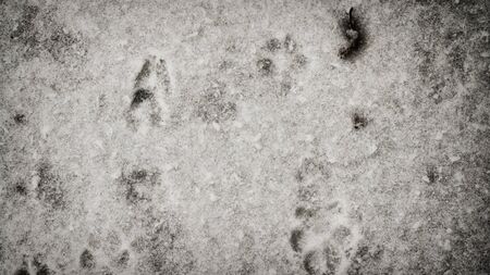 Footprints on the snowの写真素材