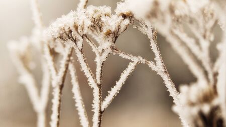 frosty natureの写真素材