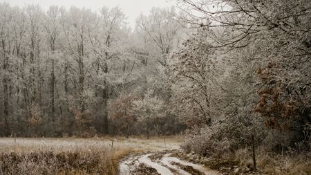 frosty natureの写真素材