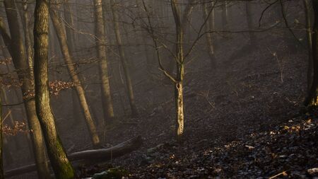 foggy forestの写真素材