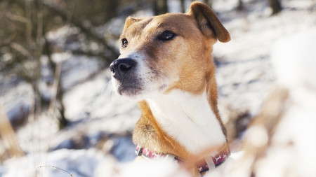 cute dog in winterの写真素材