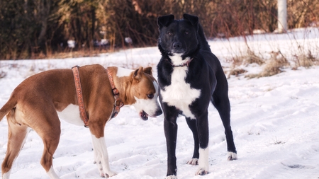 Dogs Playingの写真素材