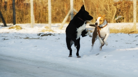 dogs playing outdoor