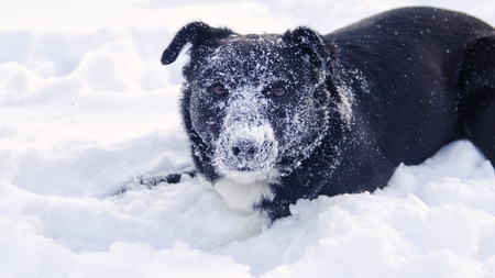 dog in the snowの写真素材