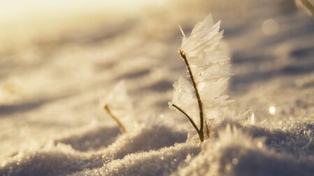 frozen natureの写真素材