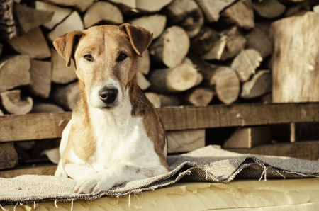 Sitting Dogの写真素材