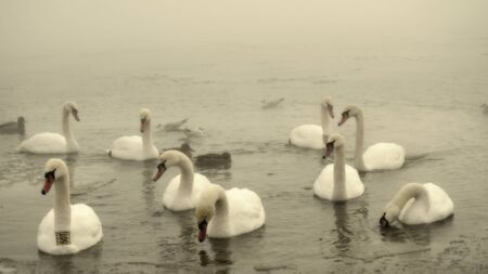 swans in winterの写真素材
