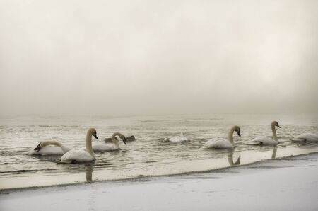 swans drinkingの写真素材