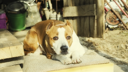 Relaxing dogの写真素材