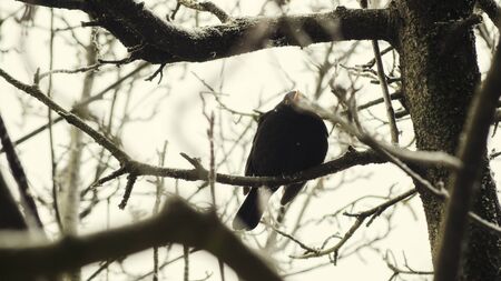 blackbird