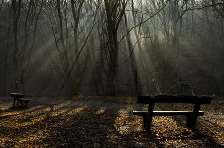 foggy forestの写真素材