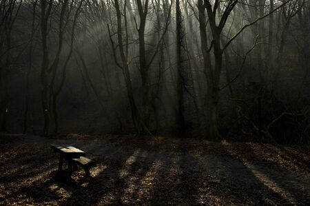 foggy forestの写真素材