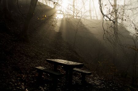 foggy forestの写真素材