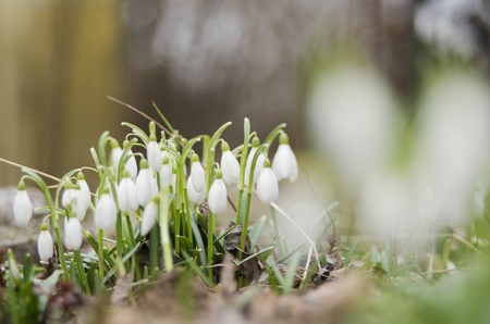 snowdrop in natureの写真素材