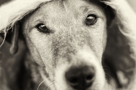 cute Fox Terrier portraitの写真素材