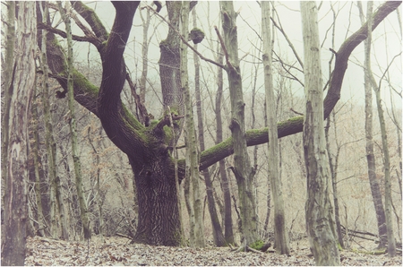old treeの写真素材