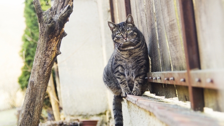cute cat sitting on fenceの写真素材