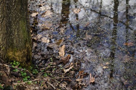 reflcetion on pondの写真素材