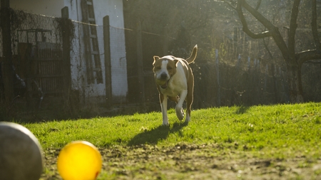 Happy dog ??playingの写真素材