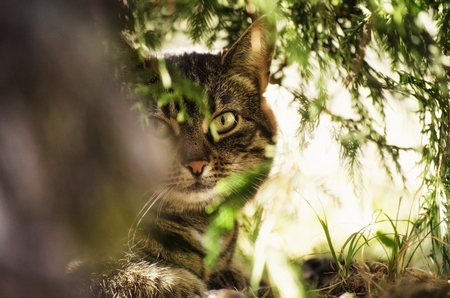 cute kittenの写真素材