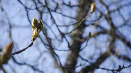 Blooming treeの写真素材
